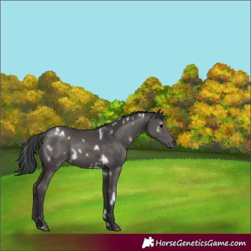 Horse Color:White Spotted Black 