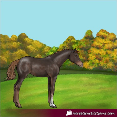 Horse Color:Liver Chestnut Sabino 