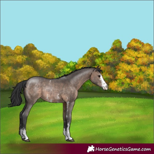Horse Color:Brown Dun Sabino 