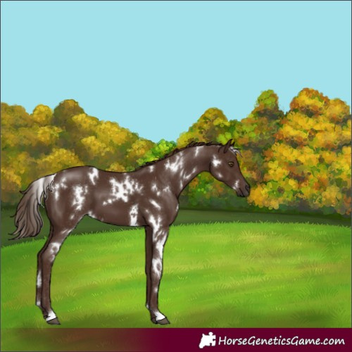 Horse Color:White Spotted Liver Chestnut 