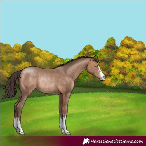 Horse Color:Sable Champagne Rabicano 