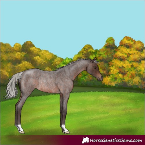 Horse Color:Silver Brown Roan Rabicano 