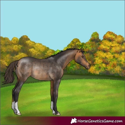 Horse Color:Buckskin Rabicano 