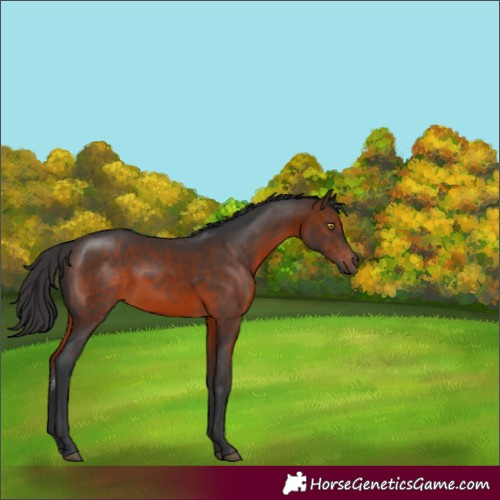 Horse Color:Brown Sabino 