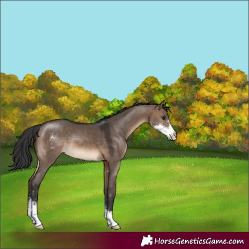 Horse Color:Brown Dun Sabino 