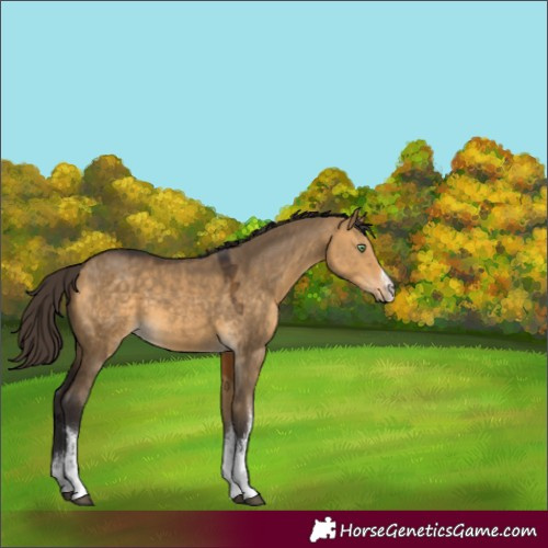 Horse Color:White Spotted Buckskin Dun 