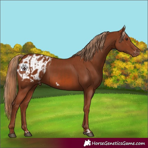 Horse Color:Chestnut Appaloosa  and Chestnut Appaloosa 