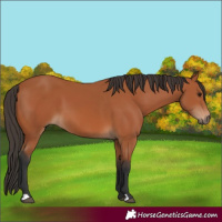 Horse Color:Bay 