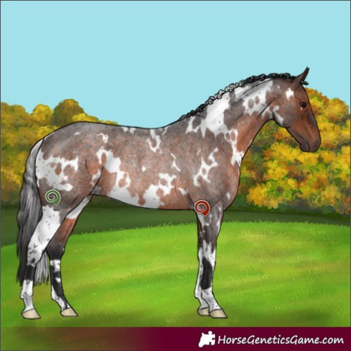 Horse Color:White Spotted Brown Roan Rabicano