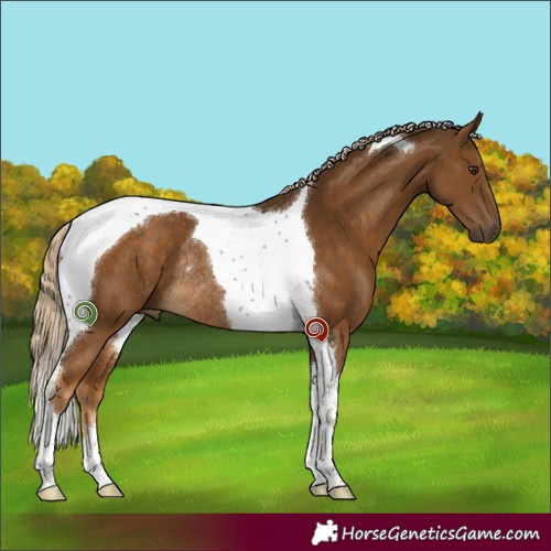 Horse Color:Chocolate Palomino Tobiano Rabicano