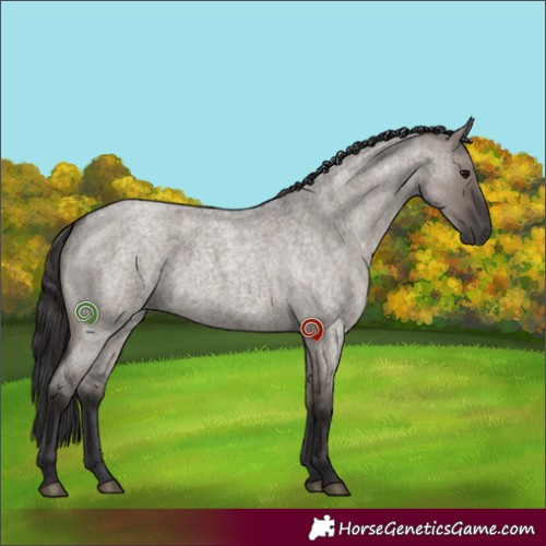 Horse Color:Smoky Grullo Roan Rabicano 