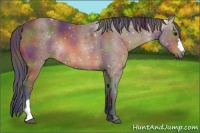 Horse Color:Nacre Bay 
