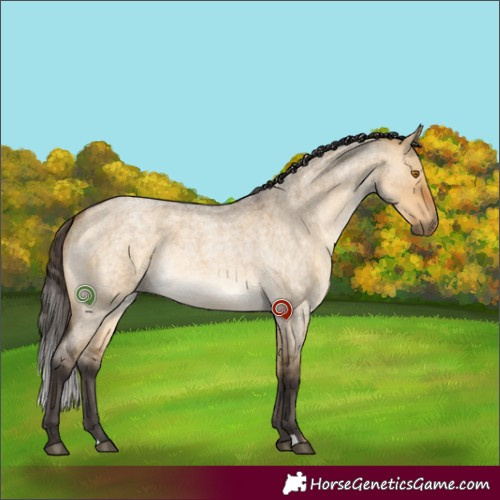 Horse Color:Buckskin Roan Dun Rabicano