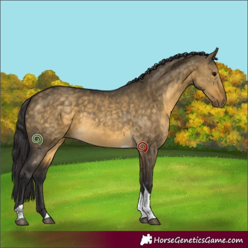 Horse Color:Buckskin Dun Tobiano Rabicano