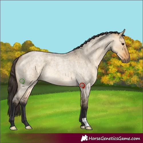 Horse Color:Buckskin Roan Dun 