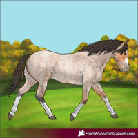 Horse Color:Bay Roan Splash Frame 
