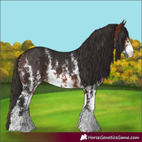 Horse Color:Bay Sabino 