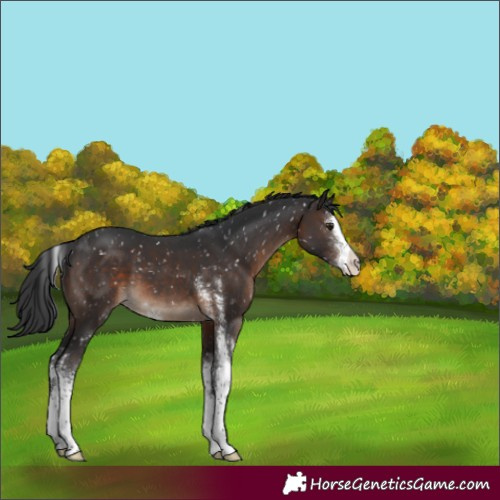 Horse Color:Brown Sabino Appaloosa 