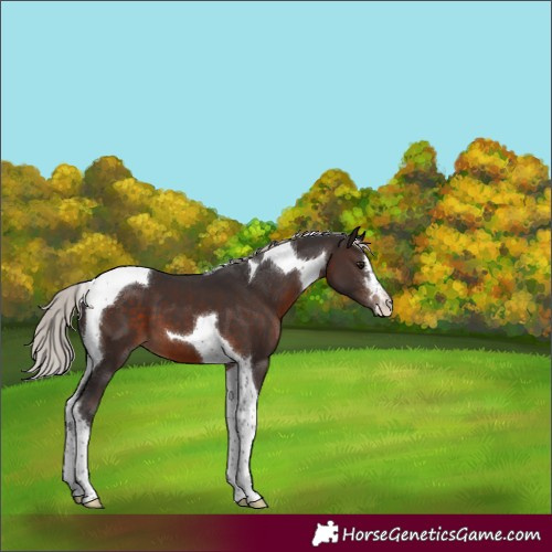Horse Color:Silver Brown Tobiano 