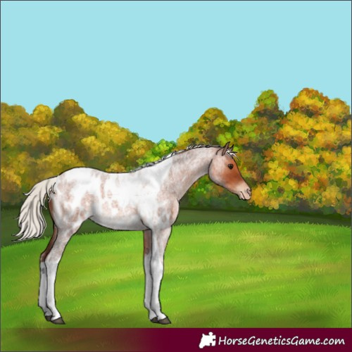 Horse Color:Silver Brown Roan Tobiano Appaloosa 