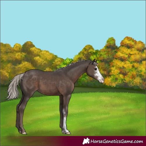 Horse Color:Silver Black Sabino 