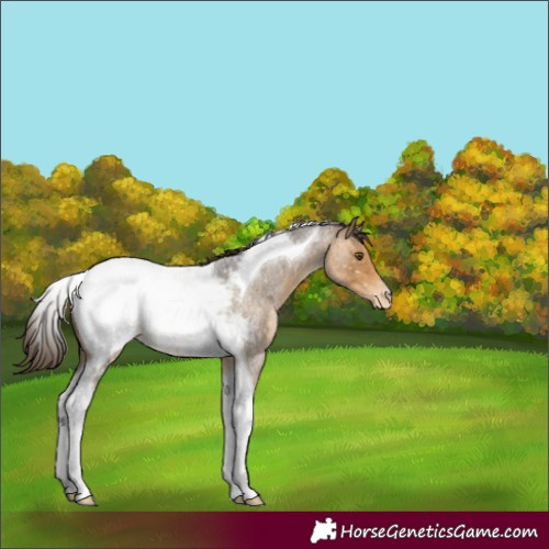 Horse Color:Buckskin Roan Tobiano Appaloosa Rabicano 