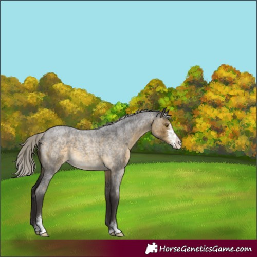 Horse Color:Silver Buckskin Roan Sabino 