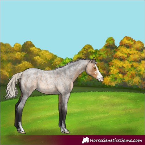Horse Color:Silver Buckskin Roan Sabino Appaloosa Rabicano 