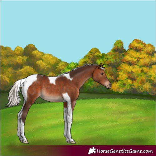 Horse Color:Silver Brown Tobiano Rabicano 