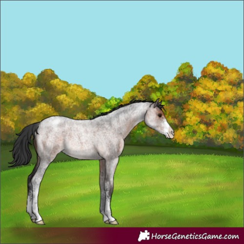 Horse Color:Brown Roan Sabino Appaloosa Rabicano 