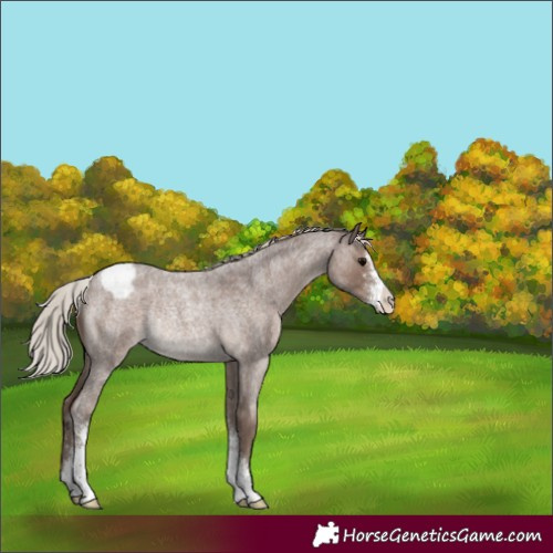 Horse Color:Silver Blue Roan Sabino Appaloosa Rabicano 
