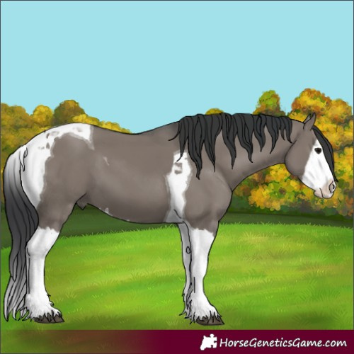 Horse Color:Grullo Splash Tobiano