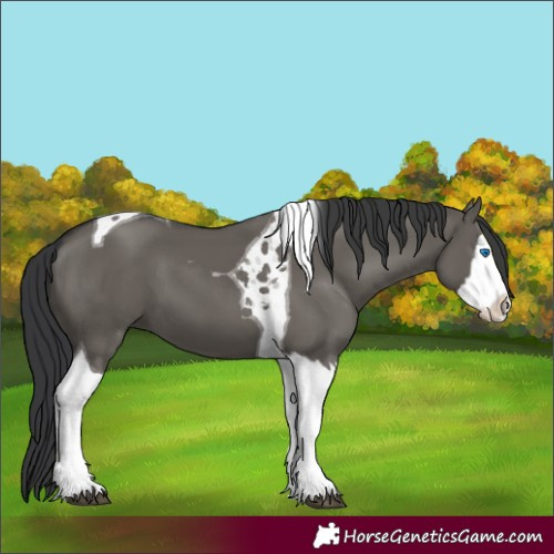 Horse Color:Grullo Splash Tobiano 