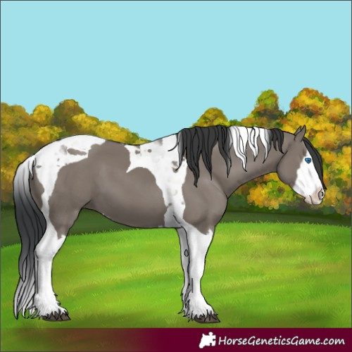 Horse Color:Grullo Splash Tobiano 
