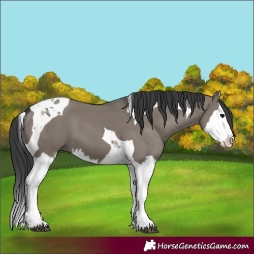 Horse Color:Grullo Splash Tobiano