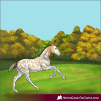 Horse Color:Amber Cream Champagne Splash Appaloosa 