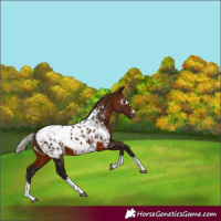 Horse Color:Gray Silver Bay Appaloosa 