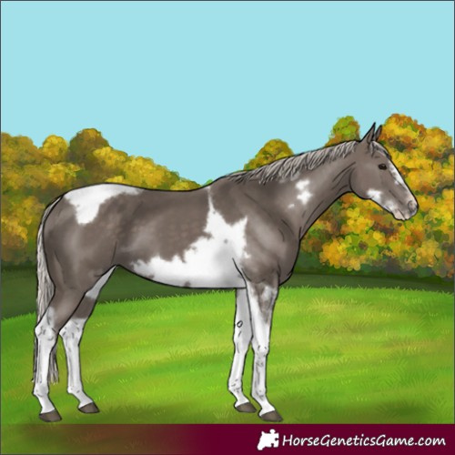 Horse Color:Silver Black Tobiano Frame