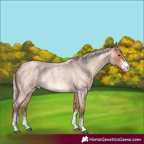 Horse Color:Silver Bay Roan Sabino 