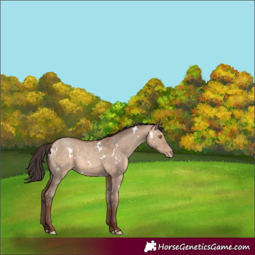 Horse Color:White Spotted Amber Champagne Dun 