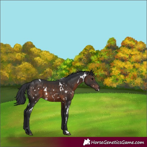 Horse Color:White Spotted Brown 