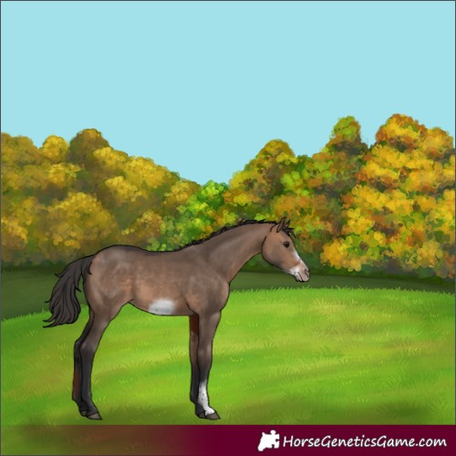 Horse Color:Bay Dun Sabino Frame 