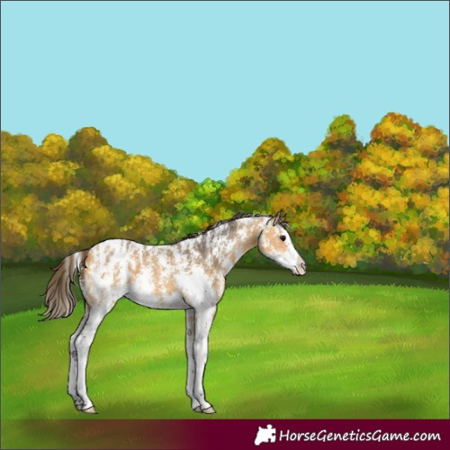 Horse Color:Buckskin Sabino Splash Appaloosa 