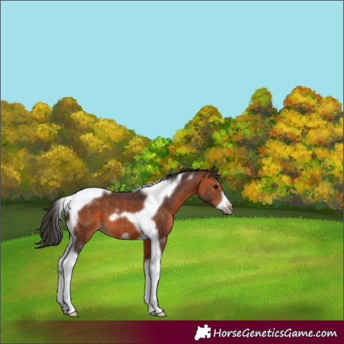 Horse Color:Bay Tobiano Frame 