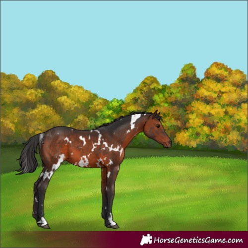 Horse Color:White Spotted Brown 