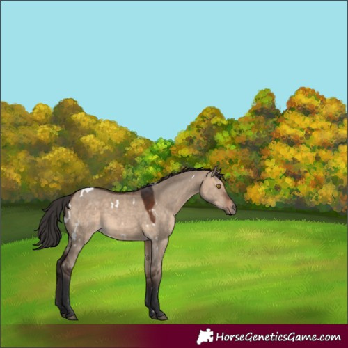 Horse Color:White Spotted Brown Dun 
