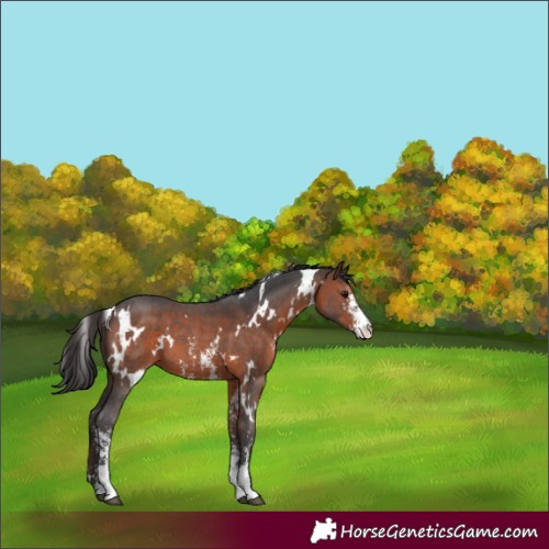 Horse Color:White Spotted Brown Sabino 