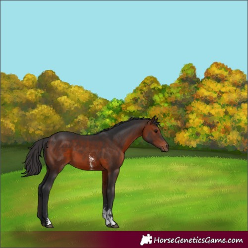 Horse Color:Bay Sabino 