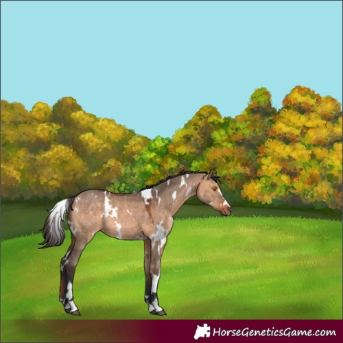 Horse Color:White Spotted Bay Dun 