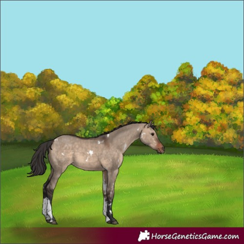 Horse Color:White Spotted Bay Dun Tobiano 